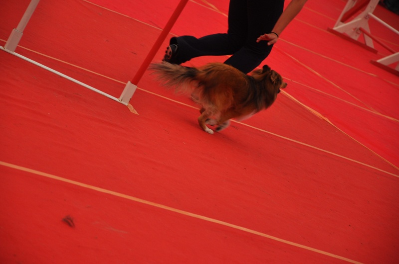 Darling dulcinéa miel dite princesse Du caire de la prairie - Grand Prix de France 13ème EXC 1 faute