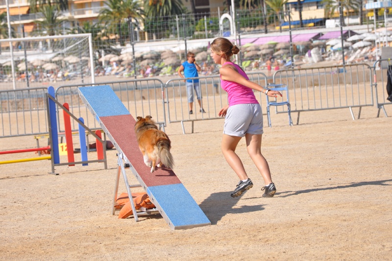Darling dulcinéa miel dite princesse Du caire de la prairie - GPF catégorie A Junior 1er EXC
