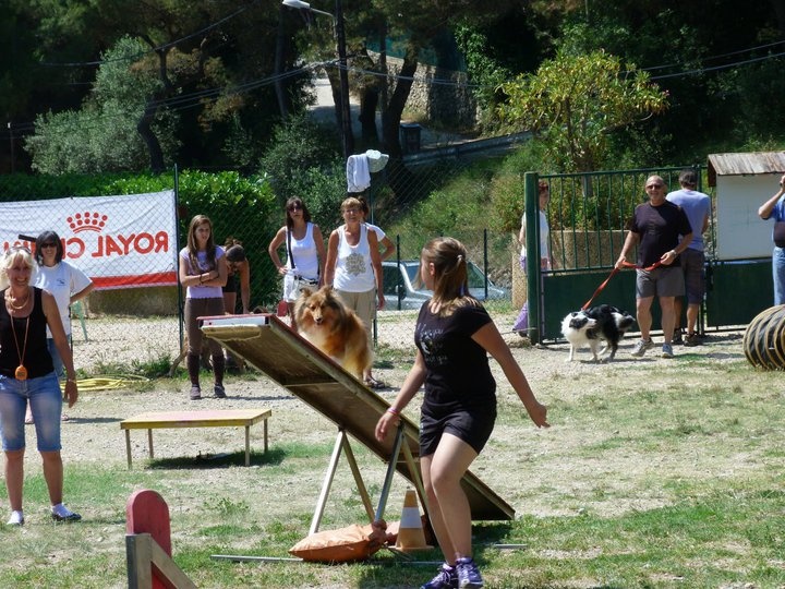 Darling dulcinéa miel dite princesse Du caire de la prairie - Jumping 1er exc