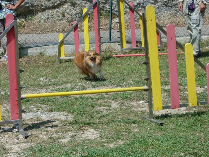 Darling dulcinéa miel dite princesse Du caire de la prairie - Junior 2 1er EXC