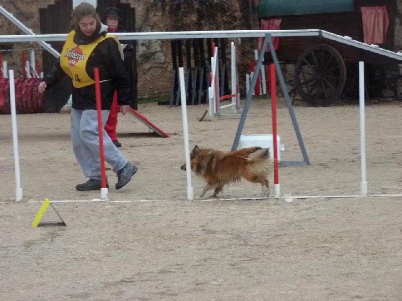 Darling dulcinéa miel dite princesse Du caire de la prairie - Junior 2 1er EXC