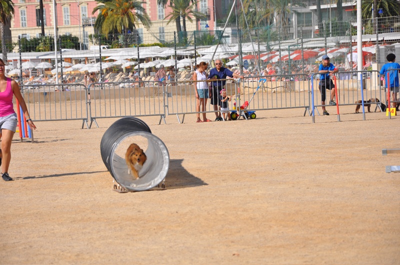 Darling dulcinéa miel dite princesse Du caire de la prairie - Jumping 1er EXC