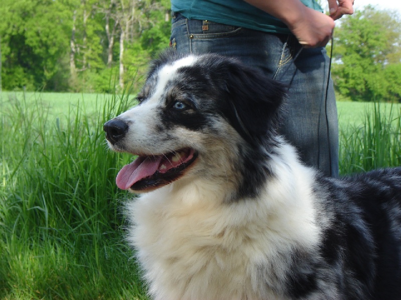 Rhéa des Chemins Cathares