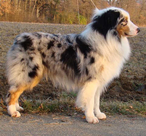 Black canyon red grousse de Solemel