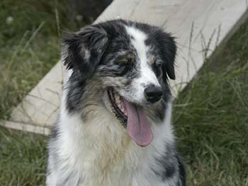 Rhéa des Chemins Cathares