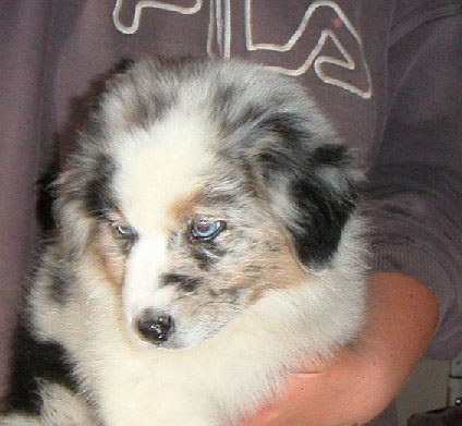 Publication : de Solemel Auteur : Laurence Aries