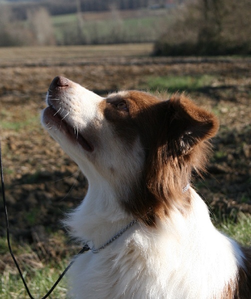 Publication : de Solemel