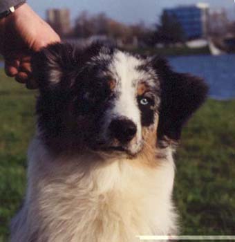 Rhéa des Chemins Cathares