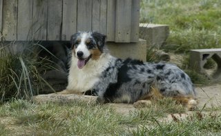 Usa born to be alive de Solemel