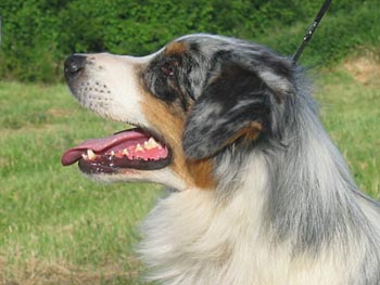 Usa born to be alive de Solemel