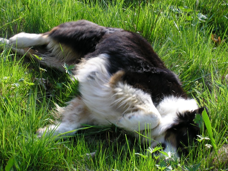 Publication : de Solemel Auteur : Laurence Aries