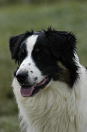 Wish you tender de Solemel