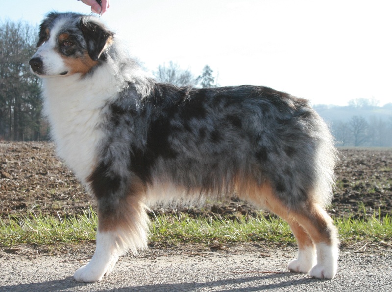 Usa my fair lady de Solemel