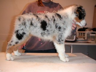 Usa born to be alive de Solemel