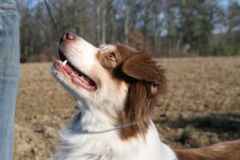 Publication : de Solemel