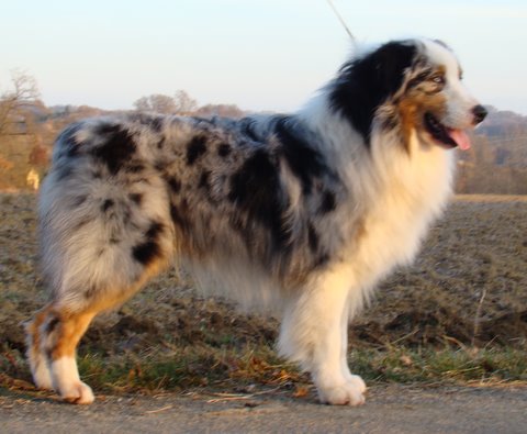 Black canyon red grousse de Solemel