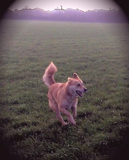 Publication : de Solemel Auteur : Alison B