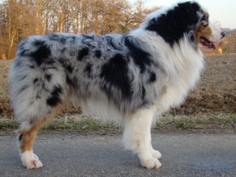 Black canyon red grousse de Solemel