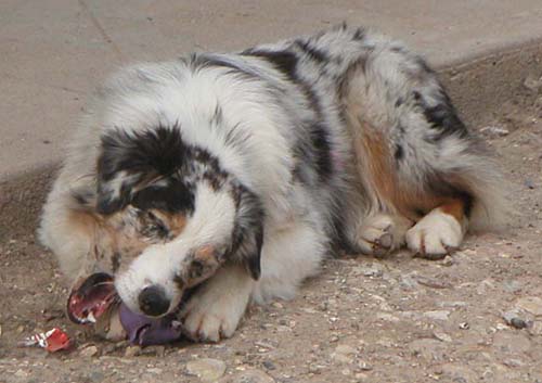 Publication : de Solemel Auteur : Laurence Aries