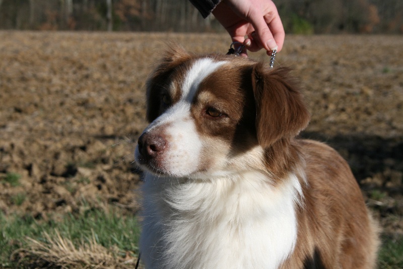 Publication : de Solemel