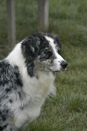Rhéa des Chemins Cathares