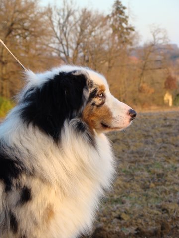 Black canyon red grousse de Solemel