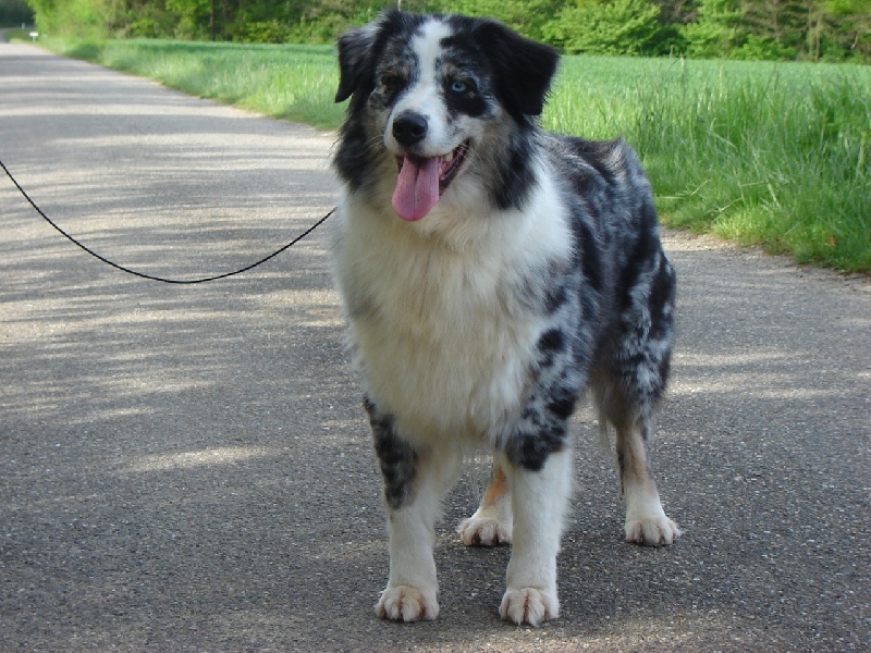 Rhéa des Chemins Cathares