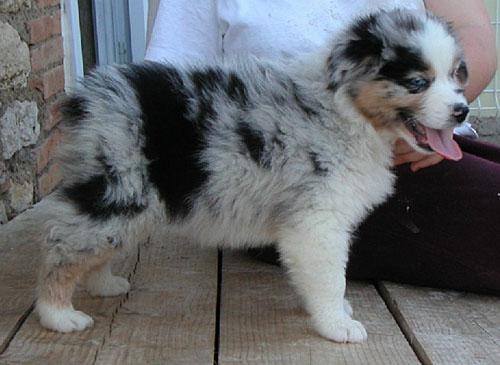 Publication : de Solemel Auteur : Laurence Aries