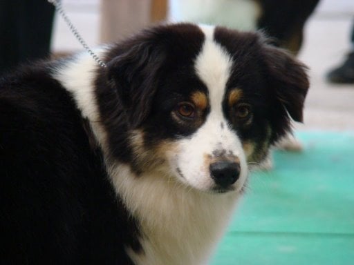 Publication : de Solemel Auteur : Laurence Aries