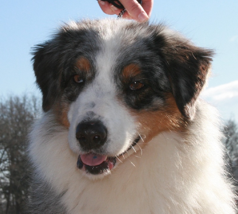 Usa my fair lady de Solemel