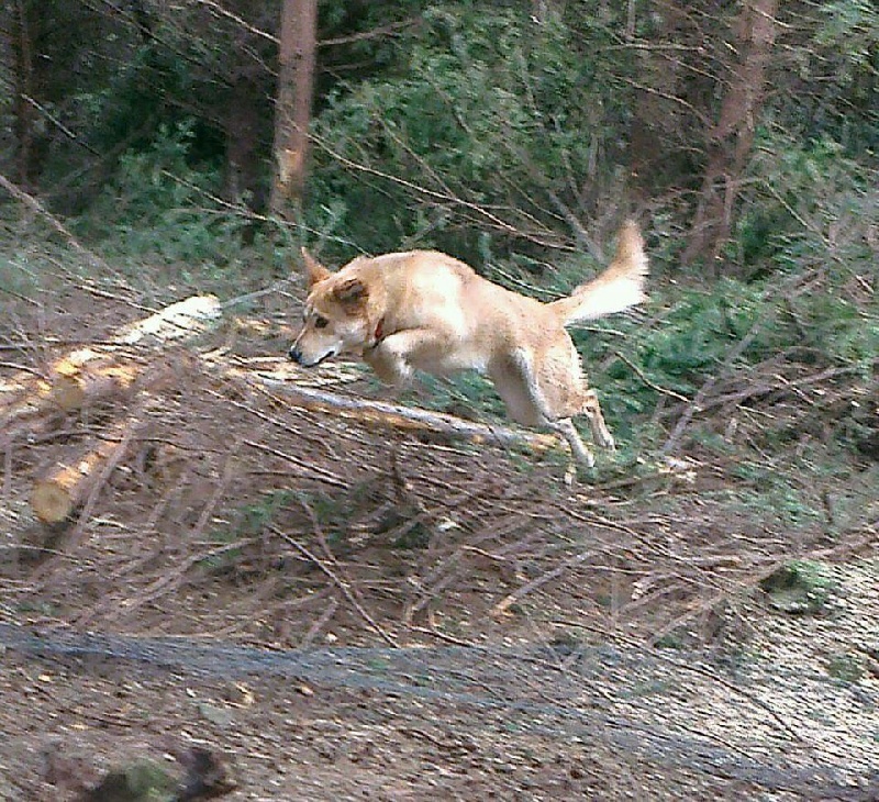 Publication : de Solemel Auteur : Alison B