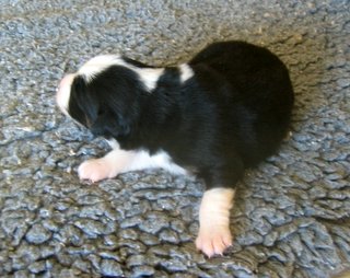 Publication : de Solemel Auteur : Laurence Aries