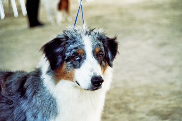 Usa born to be alive de Solemel