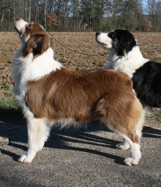 Publication : de Solemel