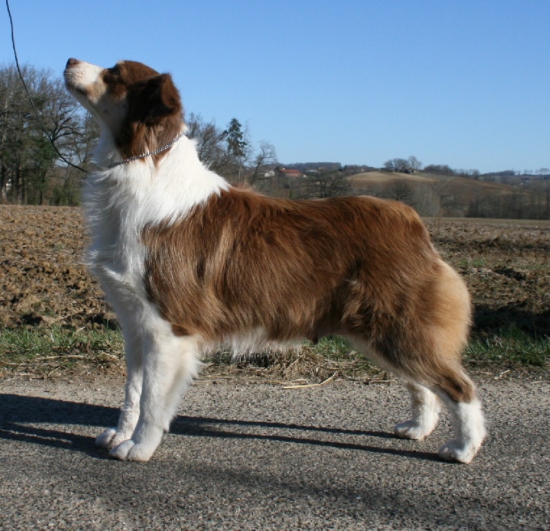 Publication : de Solemel