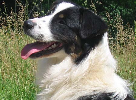 Wish you tender de Solemel