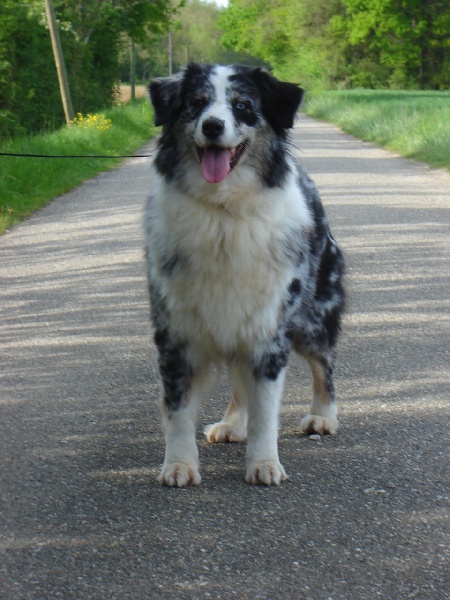 Rhéa des Chemins Cathares