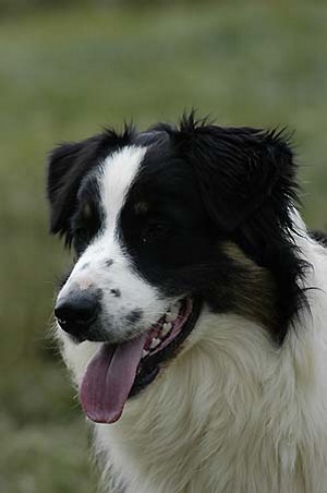 Wish you tender de Solemel