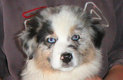 Publication : de Solemel Auteur : Laurence Aries