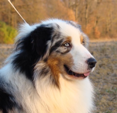 Black canyon red grousse de Solemel