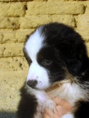 Publication : de Solemel Auteur : Laurence Aries