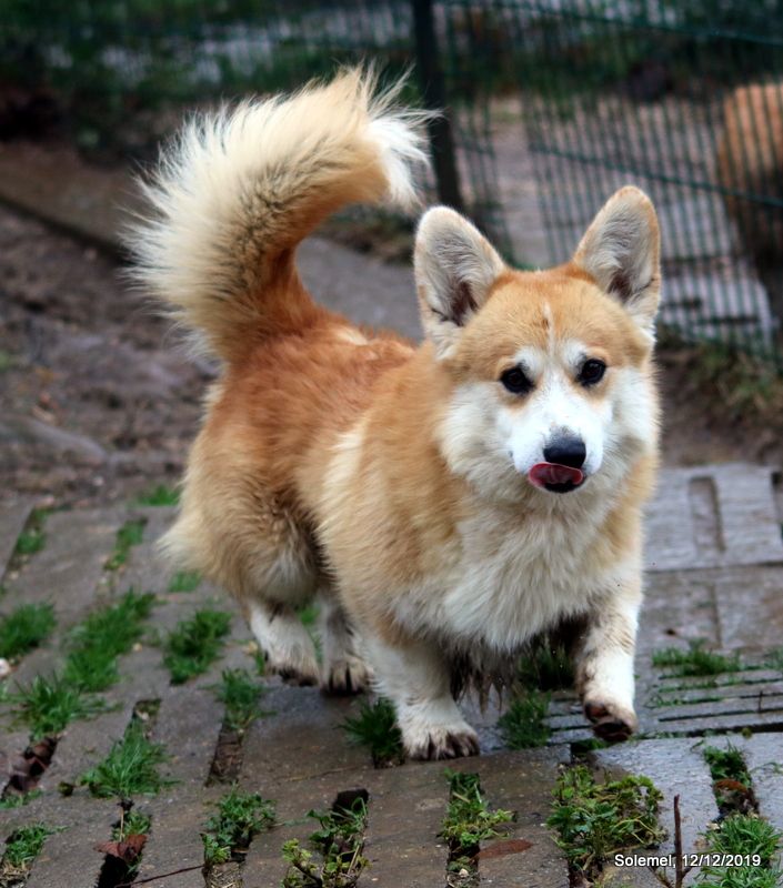 Publication : de Solemel Auteur : Solemel