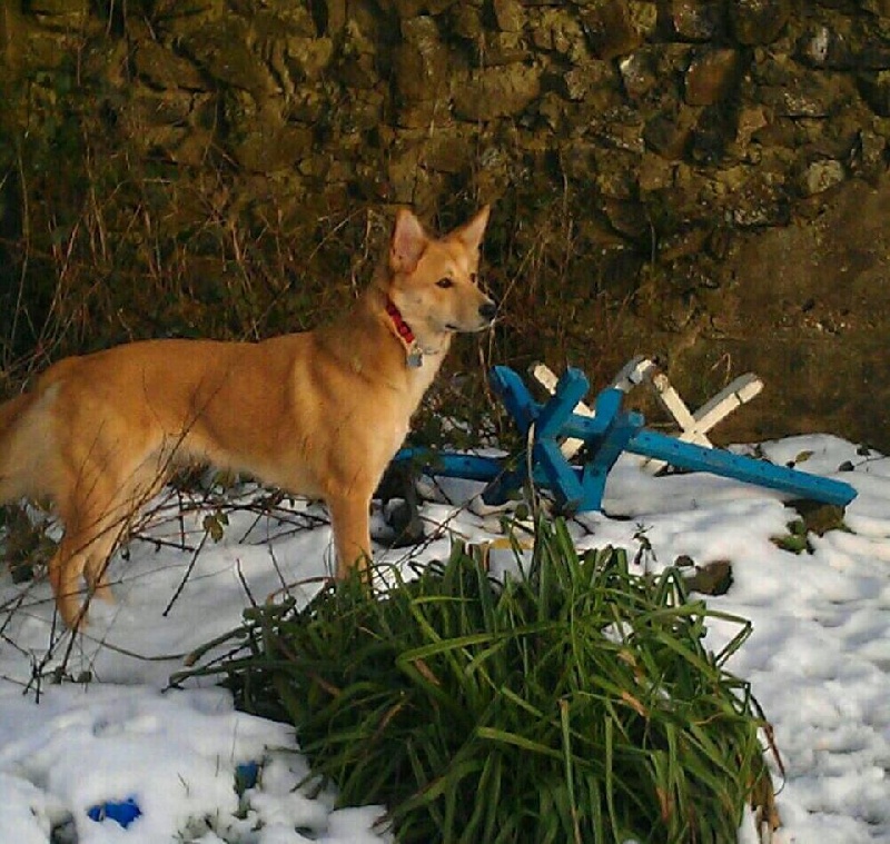 Publication : de Solemel Auteur : Alison B