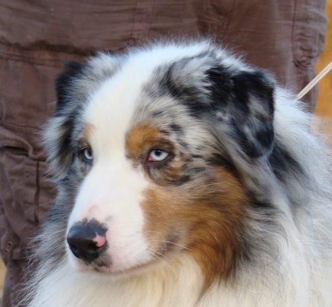 Black canyon red grousse de Solemel