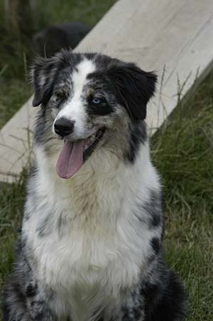 Rhéa des Chemins Cathares