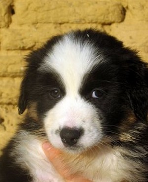 Publication : de Solemel Auteur : Laurence Aries