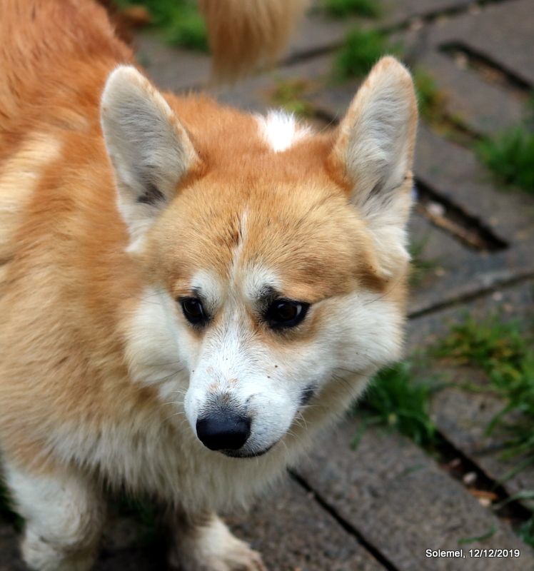 Publication : de Solemel Auteur : Solemel