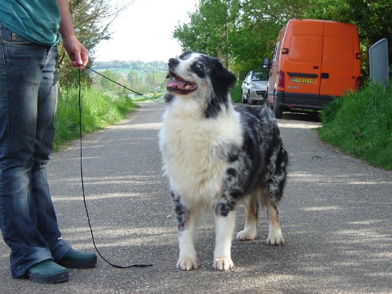 Rhéa des Chemins Cathares