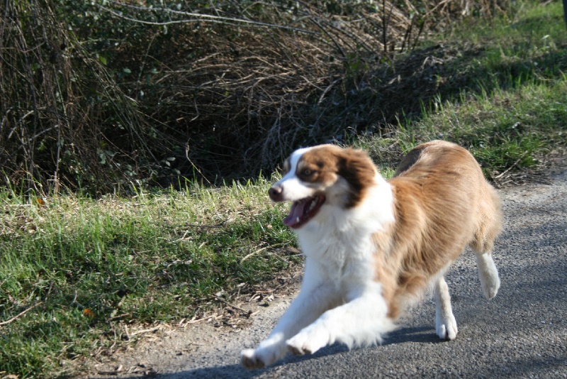 Publication : de Solemel