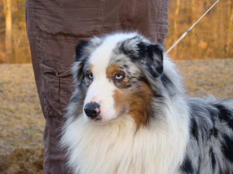 Black canyon red grousse de Solemel